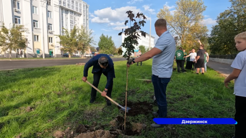 В Дзержинске было высажено более пятисот многолетних растений