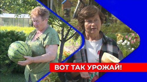 Не только виноград, но даже дыни и арбузы: нижегородцы собирают экзотический урожай в своих садах 