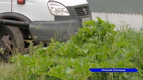 Обработка улиц от борщевика проходит в Нижнем Новгороде