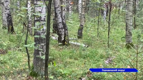 Природе Городецкого округа угрожает мусорный полигон