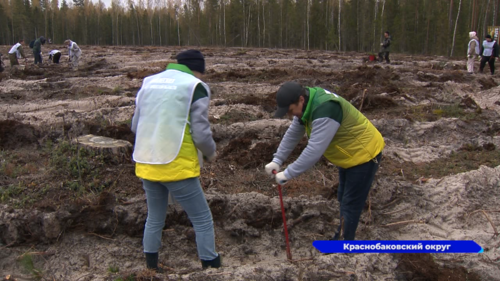 Всероссийская акция «Сохраним лес» прошла в Нижегородской области