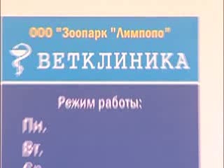  Раненая сова была найдена на улице Голубева