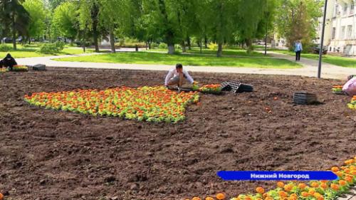 Улицы и общественные пространства Нижнего Новгорода в этом году украсят более миллиона цветов 