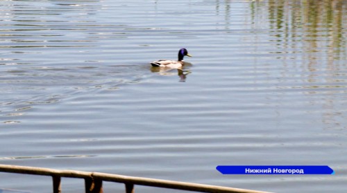 Пляжи и зоны отдыха проверяют сотрудники Роспотребнадзора в нижегородской столице