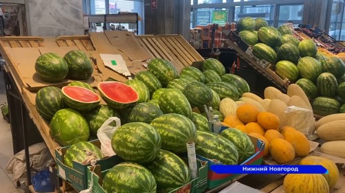 Сезон созревания арбузов начался в Нижегородской области